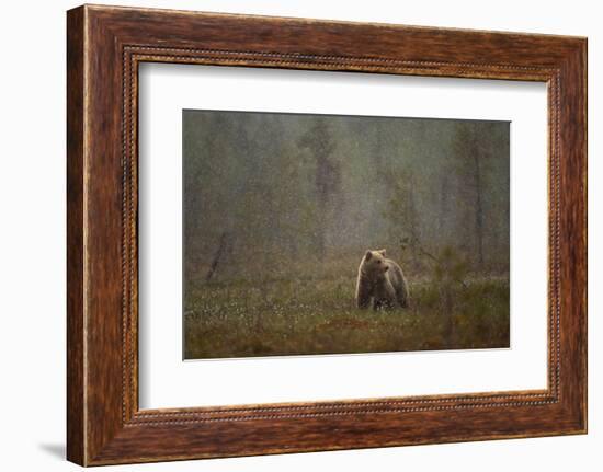 Brown bear in a snow shower, Finland-Danny Green-Framed Photographic Print