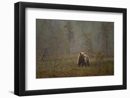 Brown bear in a snow shower, Finland-Danny Green-Framed Photographic Print