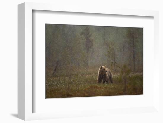 Brown bear in a snow shower, Finland-Danny Green-Framed Photographic Print