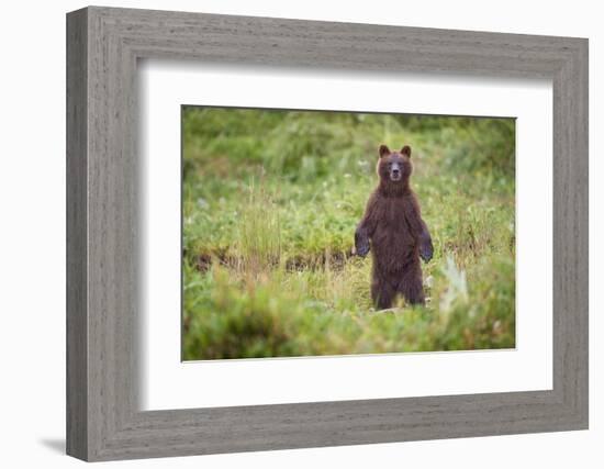 Brown Bear in Coastal Meadow in Alaska-Paul Souders-Framed Photographic Print