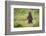 Brown Bear in Coastal Meadow in Alaska-Paul Souders-Framed Photographic Print