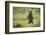 Brown Bear in Coastal Meadow in Alaska-Paul Souders-Framed Photographic Print