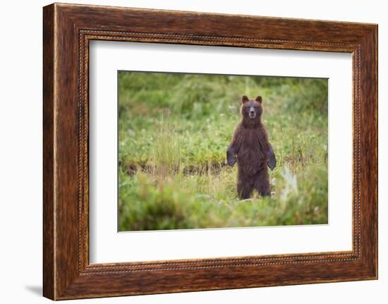 Brown Bear in Coastal Meadow in Alaska-Paul Souders-Framed Photographic Print