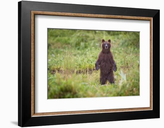 Brown Bear in Coastal Meadow in Alaska-Paul Souders-Framed Photographic Print