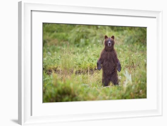 Brown Bear in Coastal Meadow in Alaska-Paul Souders-Framed Photographic Print