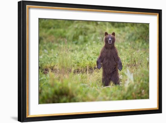 Brown Bear in Coastal Meadow in Alaska-Paul Souders-Framed Photographic Print