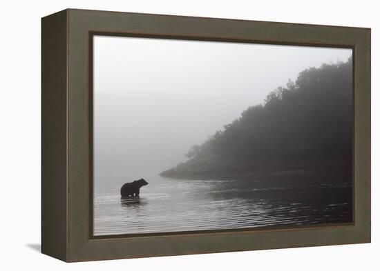 Brown Bear in Fog, Katmai National Park, Alaska-Paul Souders-Framed Premier Image Canvas