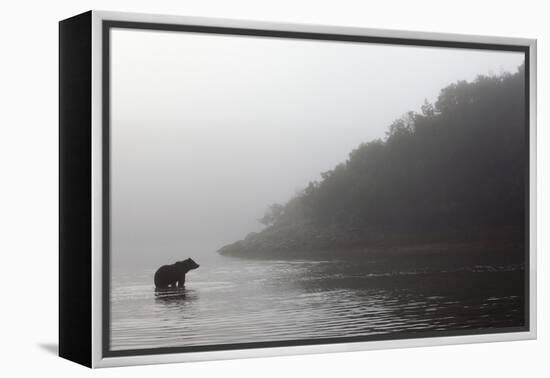 Brown Bear in Fog, Katmai National Park, Alaska-Paul Souders-Framed Premier Image Canvas