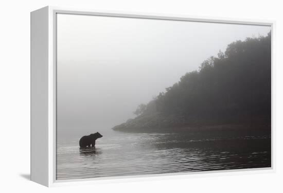 Brown Bear in Fog, Katmai National Park, Alaska-Paul Souders-Framed Premier Image Canvas