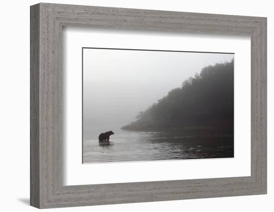 Brown Bear in Fog, Katmai National Park, Alaska-Paul Souders-Framed Photographic Print