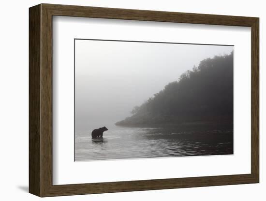 Brown Bear in Fog, Katmai National Park, Alaska-Paul Souders-Framed Photographic Print