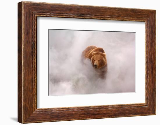 Brown bear in hot steam from a geyser, Kamchatka, Russia-Igor Shpilenok-Framed Photographic Print