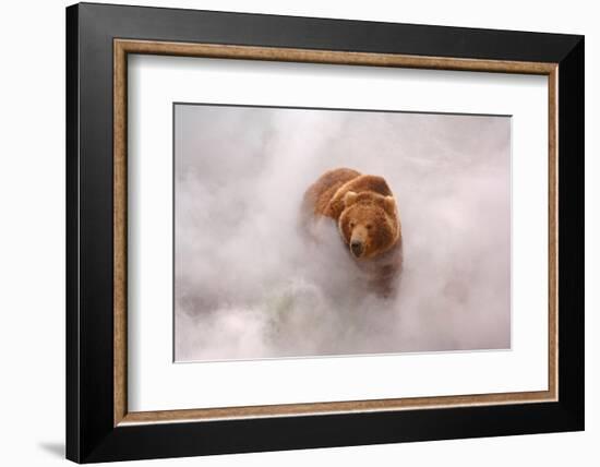 Brown bear in hot steam from a geyser, Kamchatka, Russia-Igor Shpilenok-Framed Photographic Print