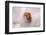 Brown bear in hot steam from a geyser, Kamchatka, Russia-Igor Shpilenok-Framed Photographic Print