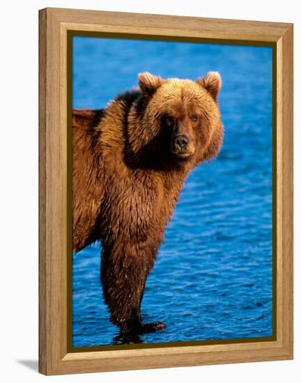 Brown Bear in Katmai National Park, Alaska, USA-Dee Ann Pederson-Framed Premier Image Canvas