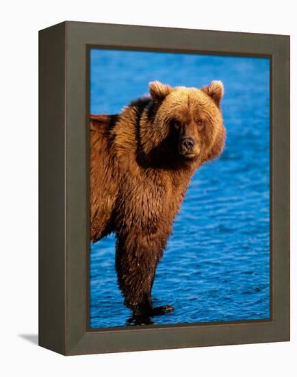 Brown Bear in Katmai National Park, Alaska, USA-Dee Ann Pederson-Framed Premier Image Canvas