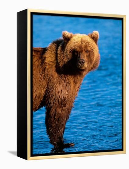 Brown Bear in Katmai National Park, Alaska, USA-Dee Ann Pederson-Framed Premier Image Canvas