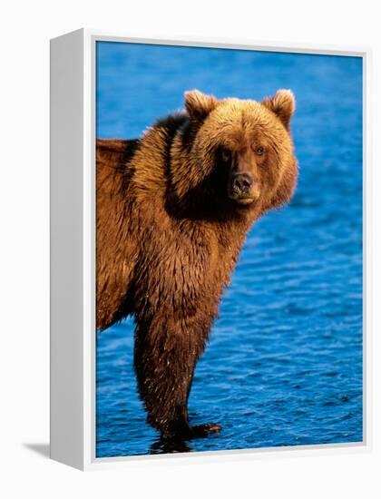 Brown Bear in Katmai National Park, Alaska, USA-Dee Ann Pederson-Framed Premier Image Canvas