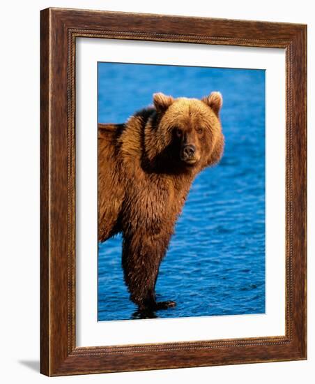 Brown Bear in Katmai National Park, Alaska, USA-Dee Ann Pederson-Framed Photographic Print