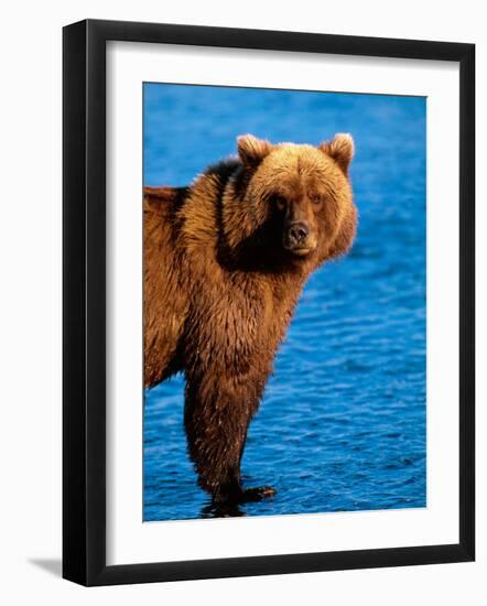 Brown Bear in Katmai National Park, Alaska, USA-Dee Ann Pederson-Framed Photographic Print