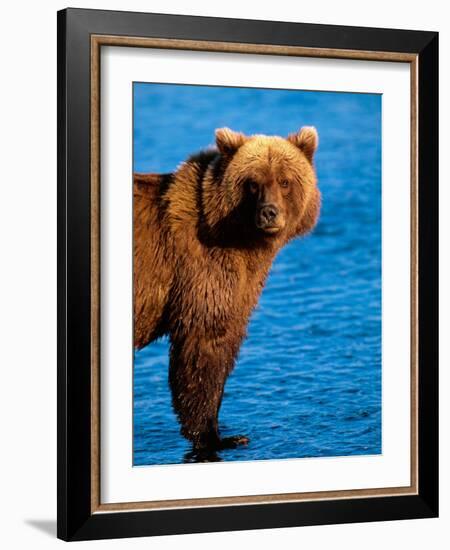 Brown Bear in Katmai National Park, Alaska, USA-Dee Ann Pederson-Framed Photographic Print