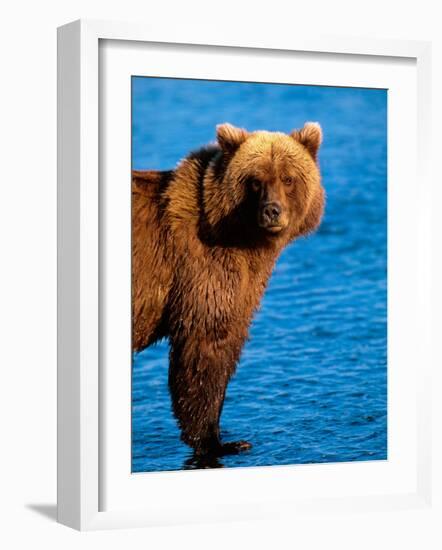 Brown Bear in Katmai National Park, Alaska, USA-Dee Ann Pederson-Framed Photographic Print