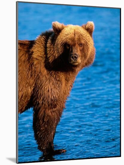 Brown Bear in Katmai National Park, Alaska, USA-Dee Ann Pederson-Mounted Photographic Print
