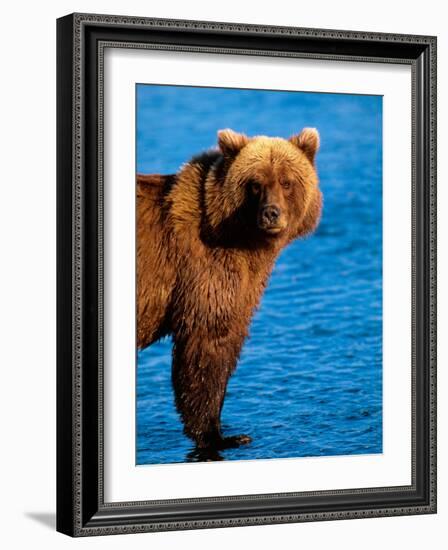 Brown Bear in Katmai National Park, Alaska, USA-Dee Ann Pederson-Framed Photographic Print