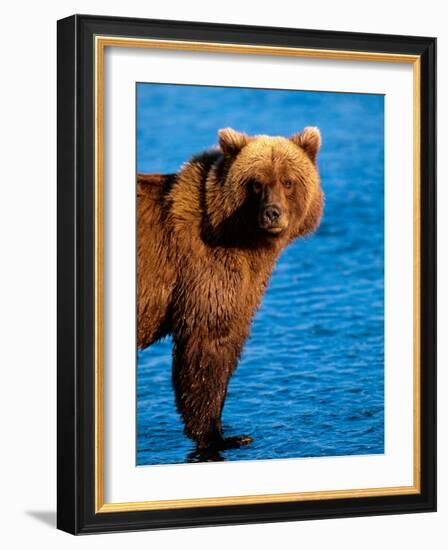 Brown Bear in Katmai National Park, Alaska, USA-Dee Ann Pederson-Framed Photographic Print