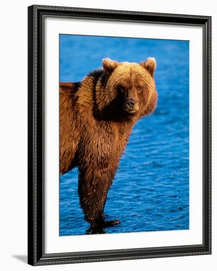 Brown Bear in Katmai National Park, Alaska, USA-Dee Ann Pederson-Framed Photographic Print