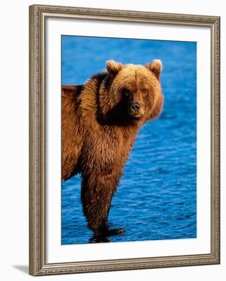 Brown Bear in Katmai National Park, Alaska, USA-Dee Ann Pederson-Framed Photographic Print