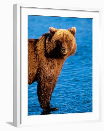 Brown Bear in Katmai National Park, Alaska, USA-Dee Ann Pederson-Framed Photographic Print