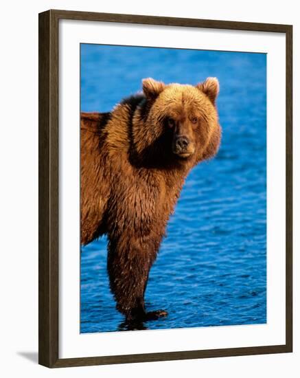 Brown Bear in Katmai National Park, Alaska, USA-Dee Ann Pederson-Framed Photographic Print