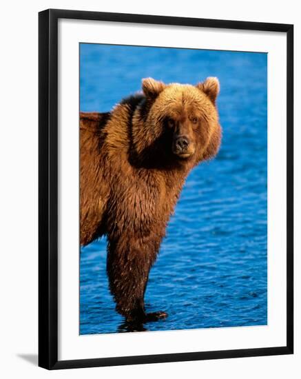 Brown Bear in Katmai National Park, Alaska, USA-Dee Ann Pederson-Framed Photographic Print