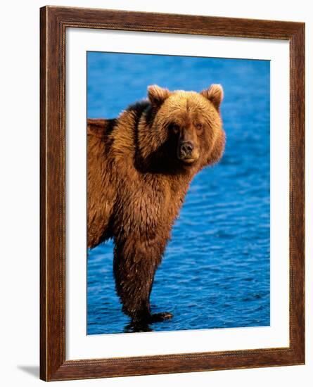 Brown Bear in Katmai National Park, Alaska, USA-Dee Ann Pederson-Framed Photographic Print