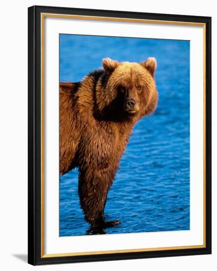 Brown Bear in Katmai National Park, Alaska, USA-Dee Ann Pederson-Framed Photographic Print