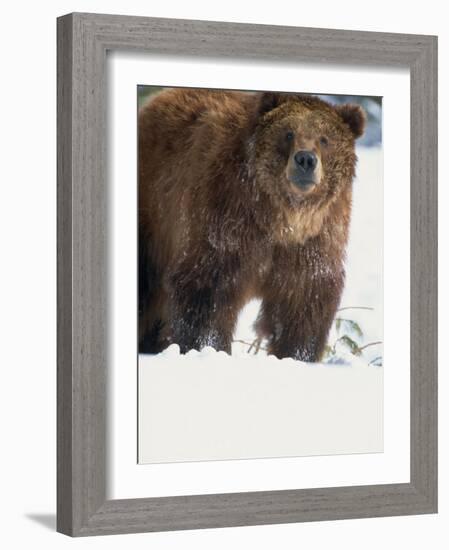 Brown Bear in Snow, North America-Murray Louise-Framed Photographic Print