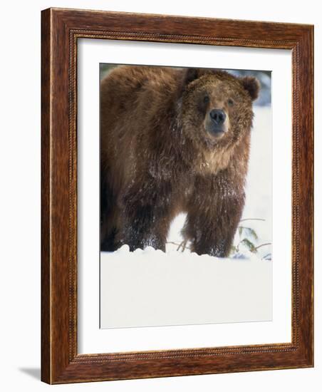 Brown Bear in Snow, North America-Murray Louise-Framed Photographic Print