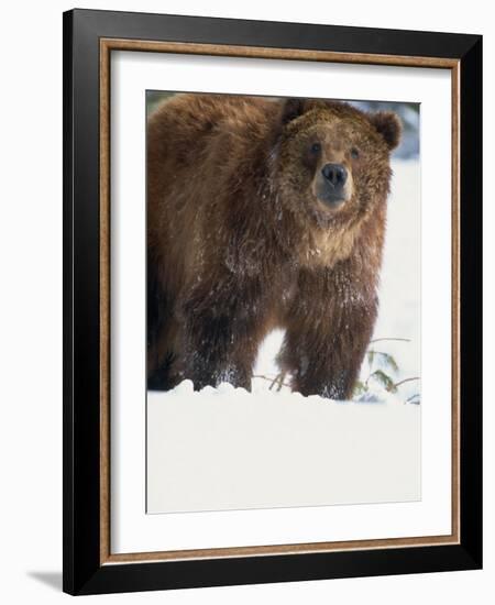 Brown Bear in Snow, North America-Murray Louise-Framed Photographic Print