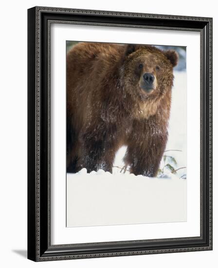 Brown Bear in Snow, North America-Murray Louise-Framed Photographic Print