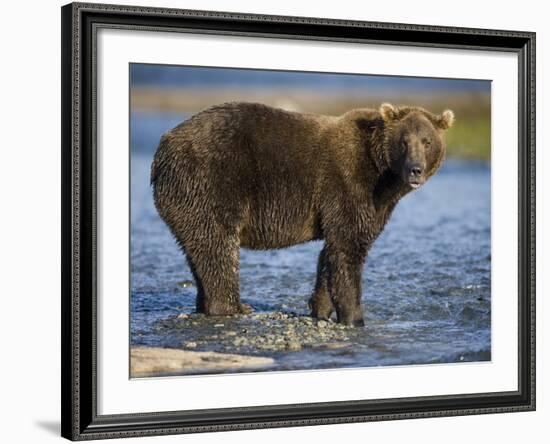 Brown Bear in Stream at Kukak Bay in Katmai National Park-Paul Souders-Framed Photographic Print