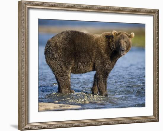 Brown Bear in Stream at Kukak Bay in Katmai National Park-Paul Souders-Framed Photographic Print