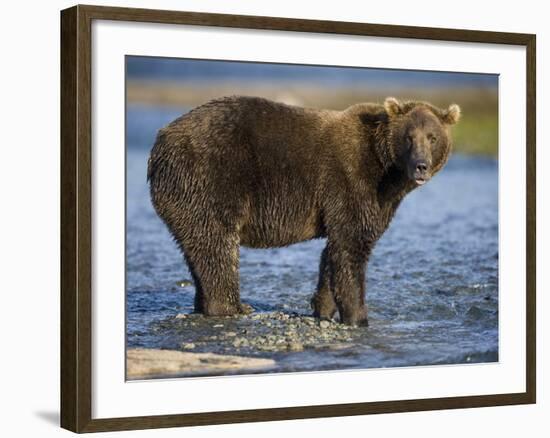 Brown Bear in Stream at Kukak Bay in Katmai National Park-Paul Souders-Framed Photographic Print