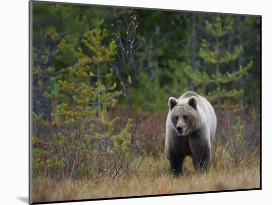 Brown Bear in the Finish Autumn Forest, Finland-Christian Zappel-Mounted Photographic Print