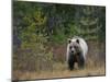 Brown Bear in the Finish Autumn Forest, Finland-Christian Zappel-Mounted Photographic Print