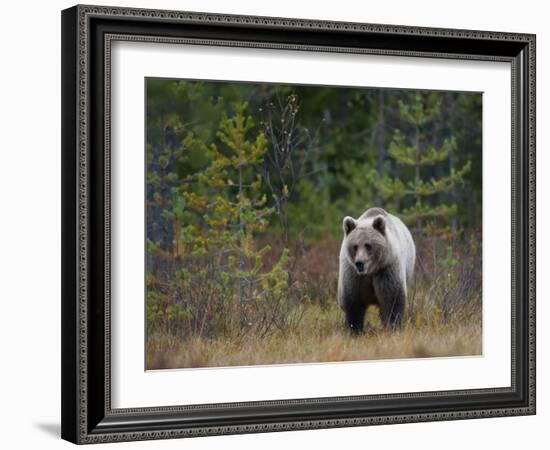 Brown Bear in the Finish Autumn Forest, Finland-Christian Zappel-Framed Photographic Print