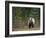 Brown Bear in the Finish Autumn Forest, Finland-Christian Zappel-Framed Photographic Print