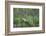 Brown Bear in the grass by Brooks River, Katmai National Park, Alaska, USA-Keren Su-Framed Photographic Print