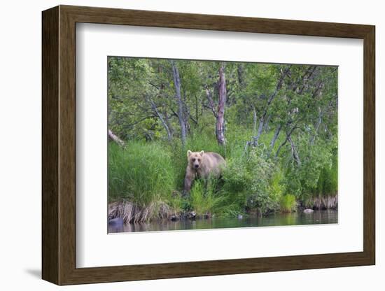 Brown Bear in the grass by Brooks River, Katmai National Park, Alaska, USA-Keren Su-Framed Photographic Print