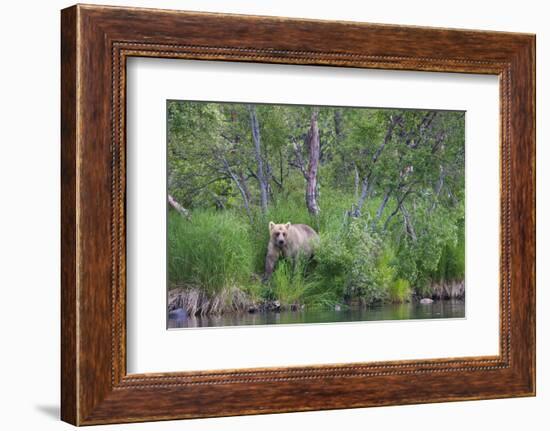 Brown Bear in the grass by Brooks River, Katmai National Park, Alaska, USA-Keren Su-Framed Photographic Print